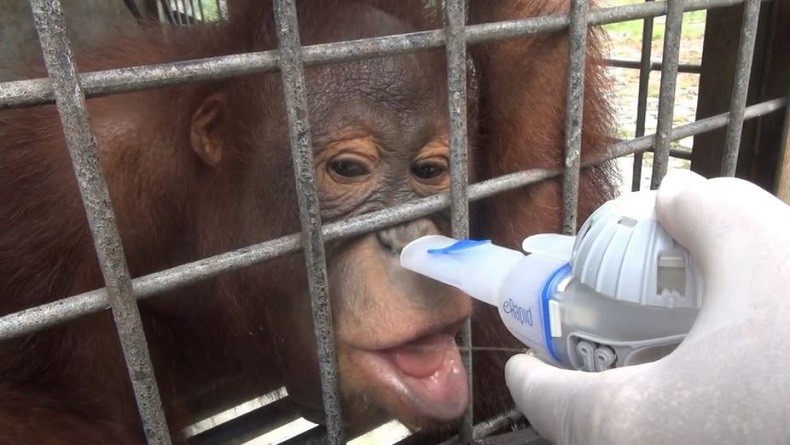 37 Orangutan Terserang ISPA Dirawat Intensif di Pusat Rehabilitasi Nyaru Menteng