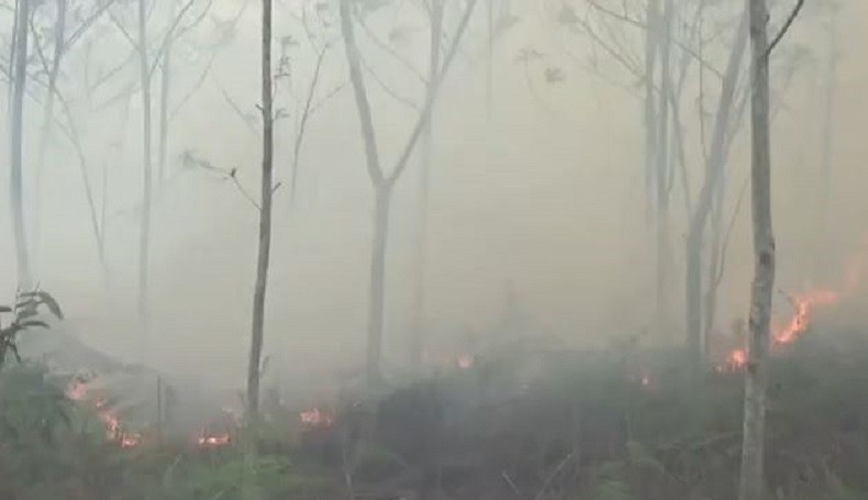 Api Lahap 5 Hektare Kebun Sengon Warga di Kotawaringin Timur Kalteng