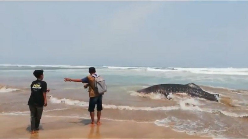 Hiu Paus Terdampar di Pantai Lebak Banten, Tubuhnya Mengeluarkan Darah