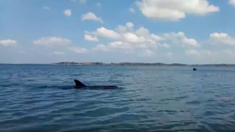 Berenang di Perairan Dangkal, Lumba-Lumba Nyaris Terdampar di Pantai Parepare Sulsel