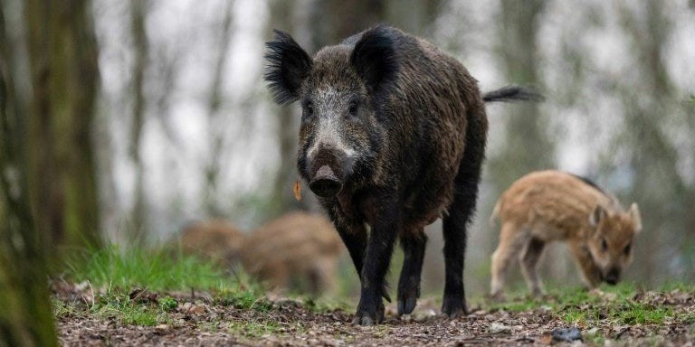 Palsukan Kecelakaan dengan Pura Pura Ditabrak Babi Hutan  