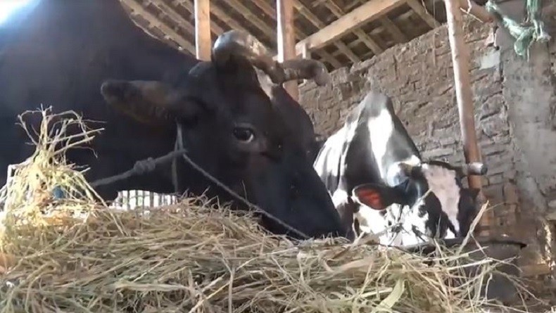 Pemprov Jabar Gandeng Peternak Sapi untuk Bansos Tahap 2