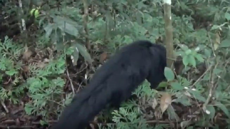 Seekor Hewan  Langka  Binturong Dilepas di  Hutan Gunung  