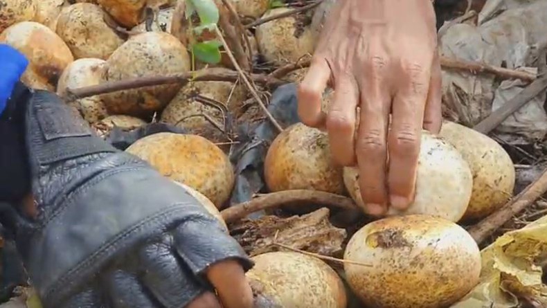 Warga Samarinda Heboh Penemuan 33 Butir Telur Ular Piton di Kawasan Permukiman