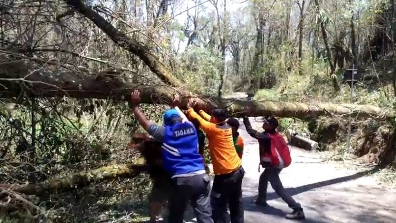 Angin Kencang Tumbangkan Puluhan Pohon Di Mojokerto Akses Jalan Pacet