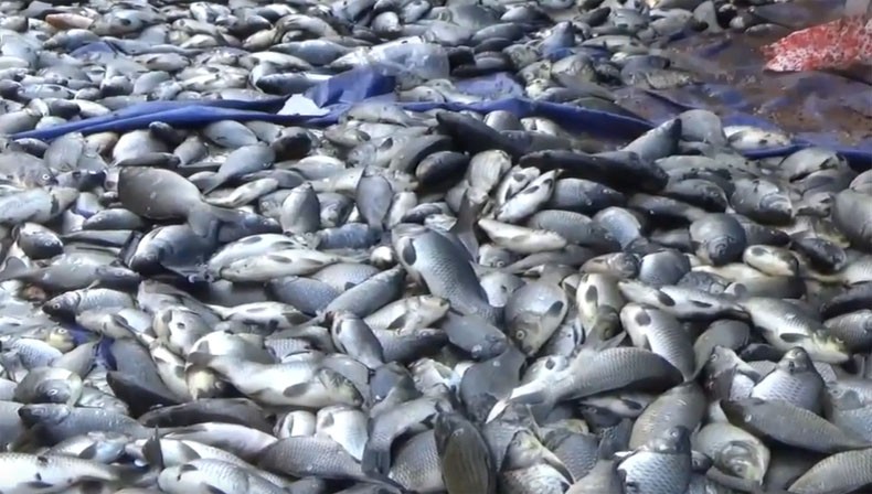 Puluhan Ton Ikan Mas di Waduk Darma Kuningan Mati, Petani Rugi Ratusan Juta Rupiah