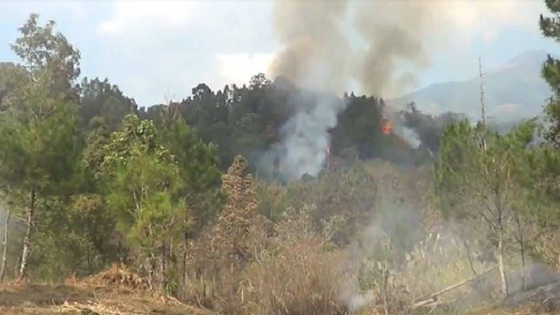 Hutan Gunung Lawu di Karanganyar Terbakar, Diduga Akibat Ulah Manusia