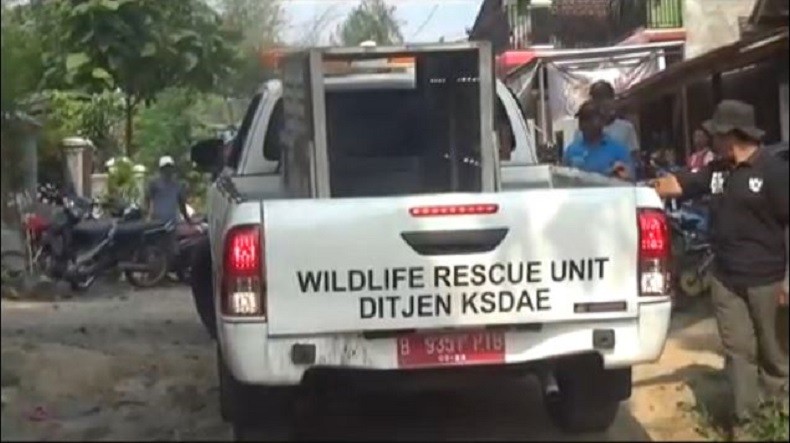 Tim BKSDAE Upayakan Tangkap Buaya yang Serang Warga di Tanggamus Lampung