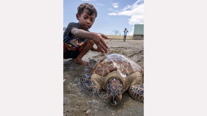 Aksi Heroik Dua Bocah Palu Selamatkan Penyu Langka - Bagian 3