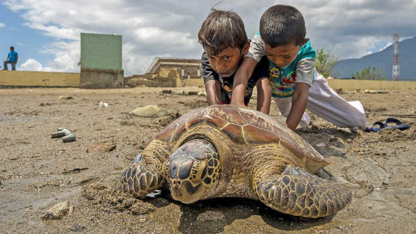 Aksi Heroik Dua Bocah Palu Selamatkan Penyu Langka - Bagian 1
