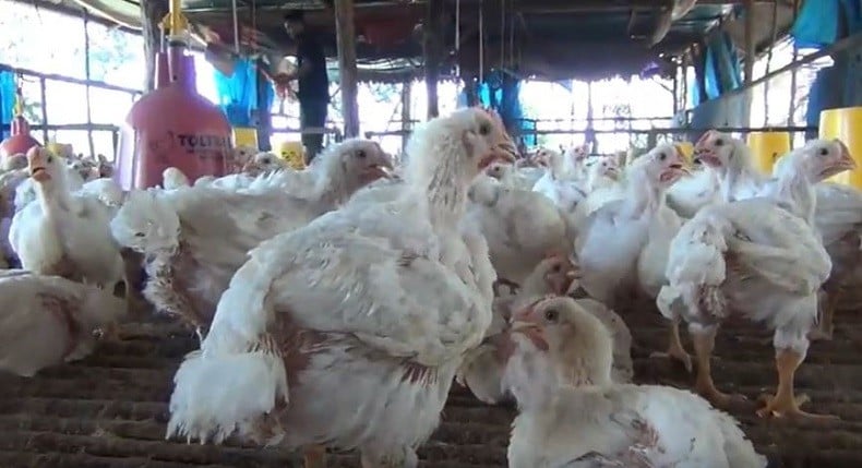 Ayam Ternak di Kendari Mati Kepanasan, Petani Rugi Puluhan Juta Rupiah