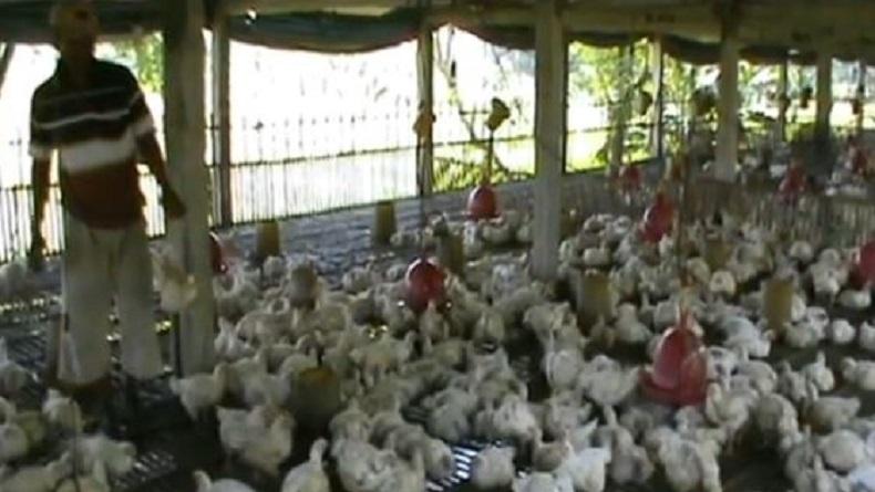 Puluhan Ekor Ayam Mati Tiap Hari karena Cuaca Panas, Peternak di Tuban Resah