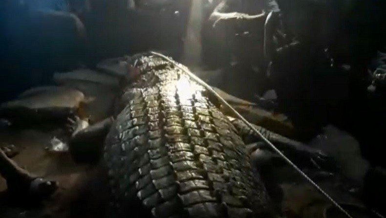 Ibu di Indragiri Hilir Riau Diterkam Buaya saat Wudu di Sungai, Beruntung Korban Selamat