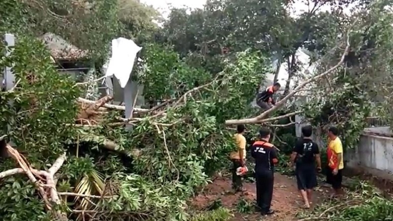 2 Pohon Beringin Raksasa di Semarang Tumbang, Warga Panik Terdengar Suara Gemuruh Kencang