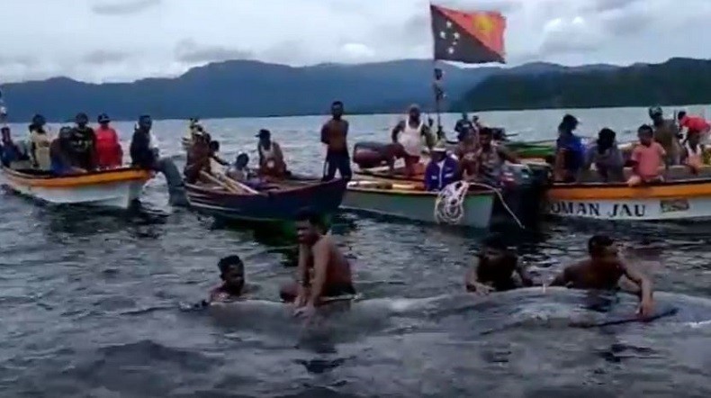 Paus Biru Terdampar di Teluk Wairorif Papua dengan Tubuh Penuh Luka