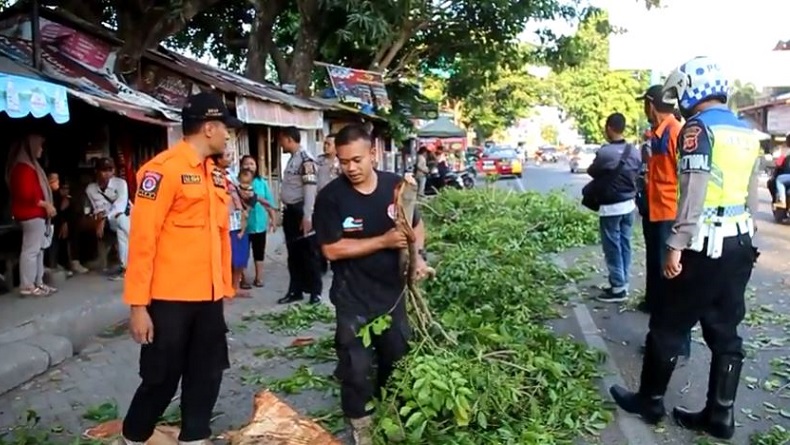 Pohon Tumbang Timpa 2 Pengendara Motor di Cirebon, 1 Orang Luka-Luka
