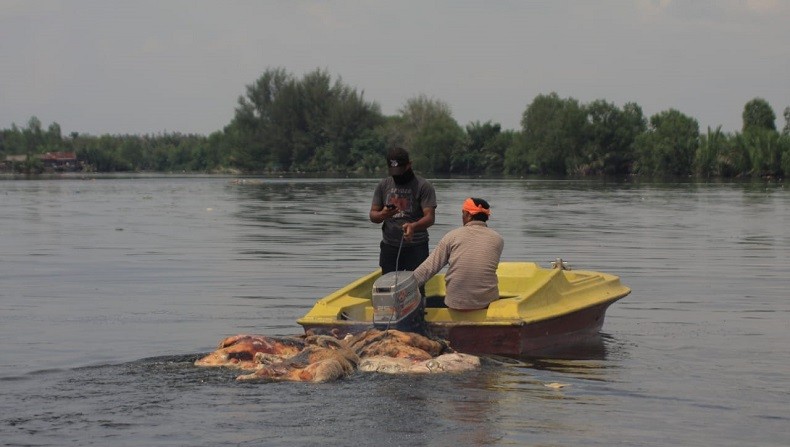 Bangkai Babi di Danau Siombak, Kadinkes: Jangan Konsumsi Air Sampai Ada Kepastian Aman