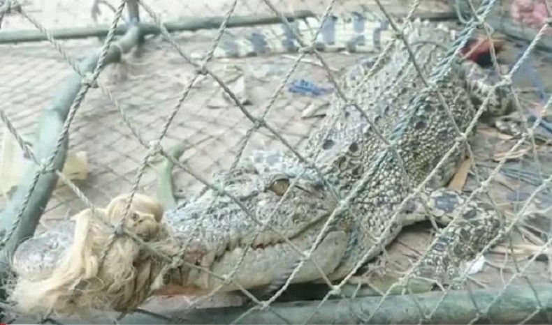 Buaya Muara Sepanjang 1,5 Meter Masuk Jaring Nelayan di Sungai Siak Pekanbaru