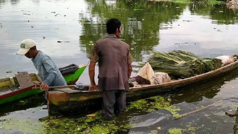 Ratusan Bangkai Babi Mengambang di Danau Siombak Medan, Warga Keluhkan Gatal-Gatal