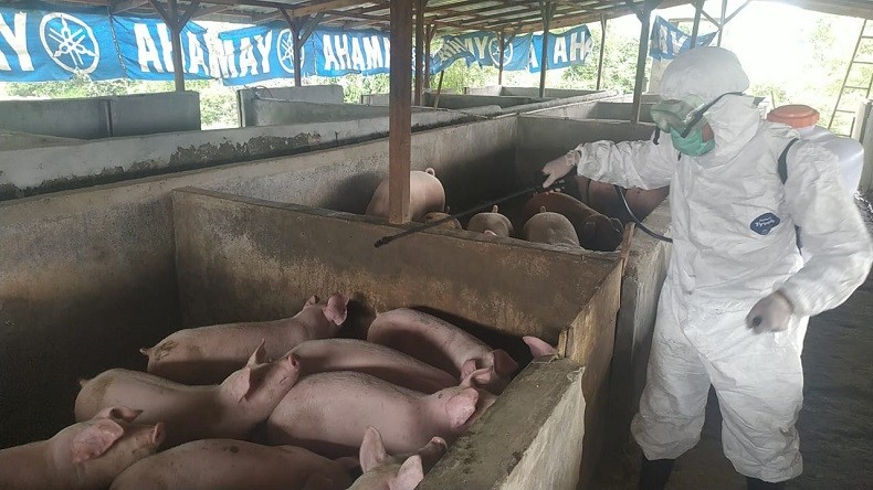 Bupati Landak Minta Peternak Cegah Penyebaran Flu Babi dengan Biosekuriti