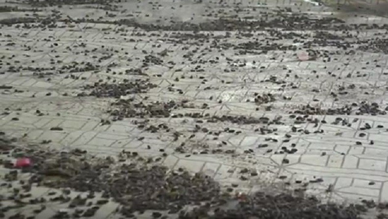 Ribuan Hama Serang Permukiman di Grobogan, Beberapa Keluarga Mengungsi