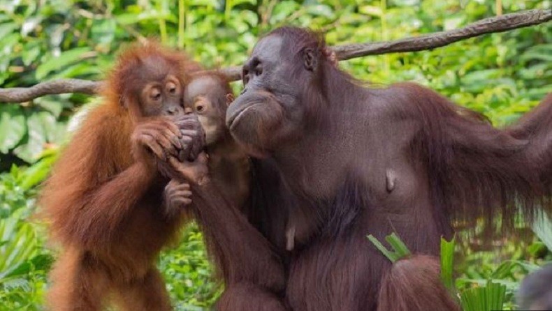 Istana Pastikan Lindungi Orang Utan Saat Bangun IKN Nusantara