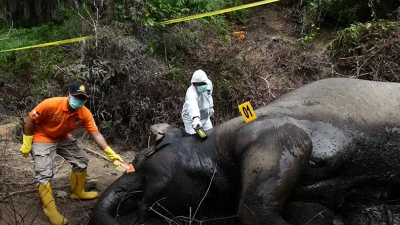 title Gajah Sumatera Mati di Kawasan Perkebunan Aceh Timur, Diduga Keracunan Makanan Gajah Sumatera Mati di Kawasan Perkebunan Aceh Timur, Diduga Keracunan Makanan