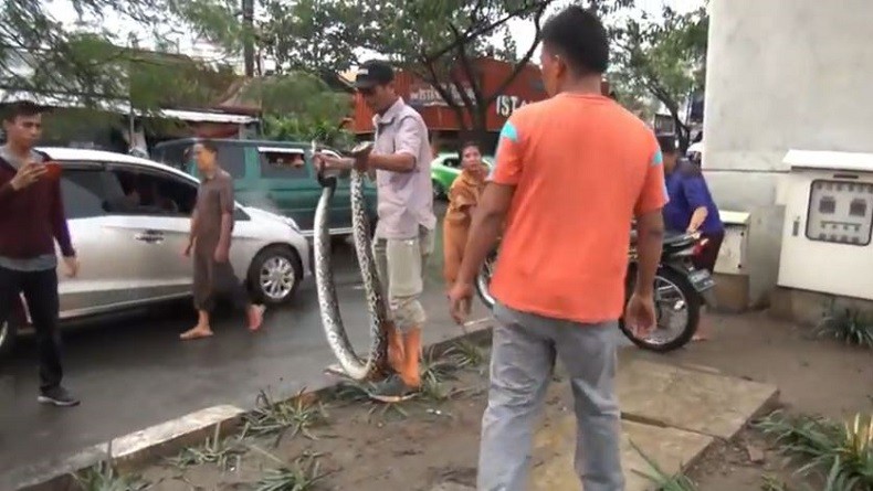 Ular Tiba-Tiba Muncul di Jalan Raya Palembang saat Hujan, Pengendara Panik dan Jalan Macet