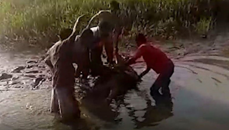 Hilang saat Cari Ikan, Warga Donggala Ditemukan Tewas dengan Tubuh Penuh Gigitan Buaya