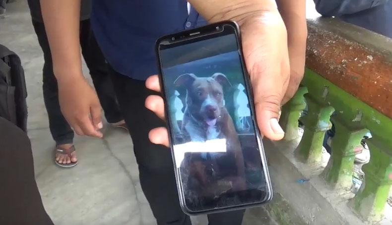 Wanita Muda Kritis Digigit Anjing Pitbull di Makassar, Korban Harus Operasi Plastik