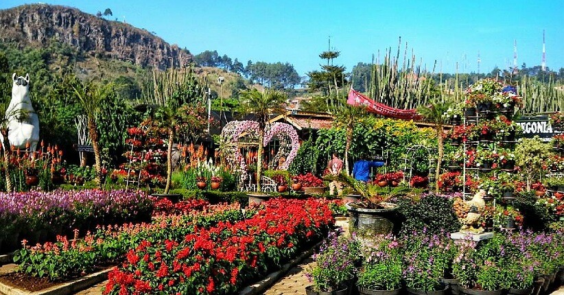 Terpikat Keindahan Taman Bunga Begonia di Bandung, Berwarna-warni & Instagramable