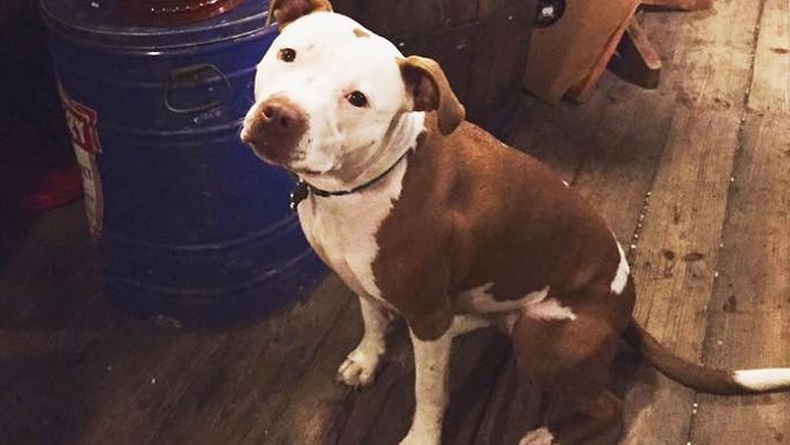 Bocah Perempuan 8 Tahun di Medan Kritis Diserang Anjing Pitbull Keluarganya