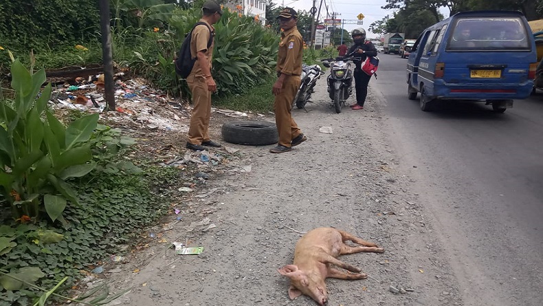 Lagi, Bangkai Babi Ditemukan di Jalan Sumarsono Helvetia Medan Sunggal