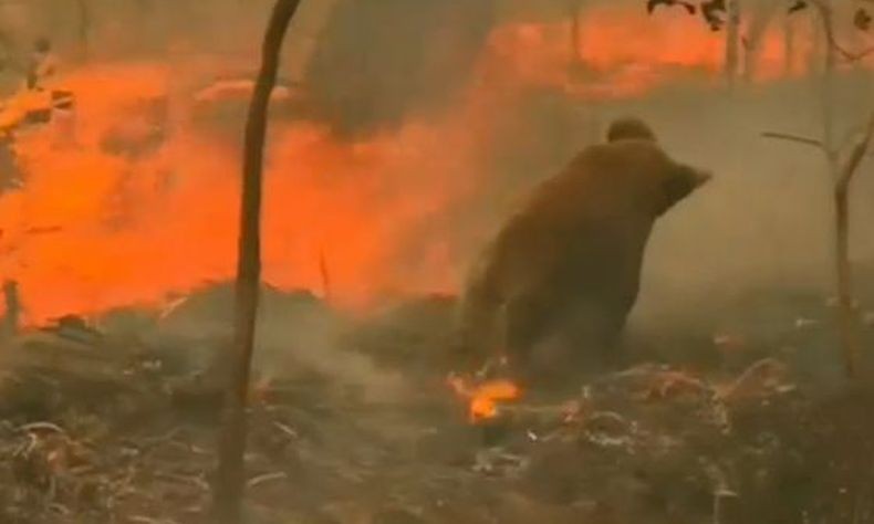 Ribuan Ekor Koala Diperkirakan Mati Akibat Kebakaran Hutan Di Australia