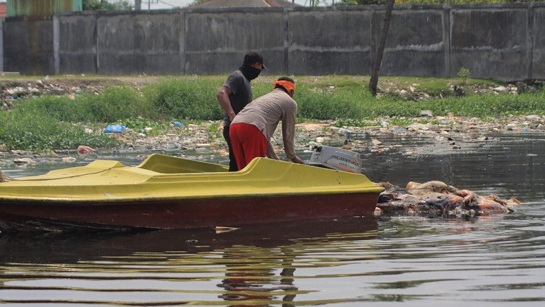 Polsek Patumbak Ringkus 2 Orang Pembuang Bangkai Babi