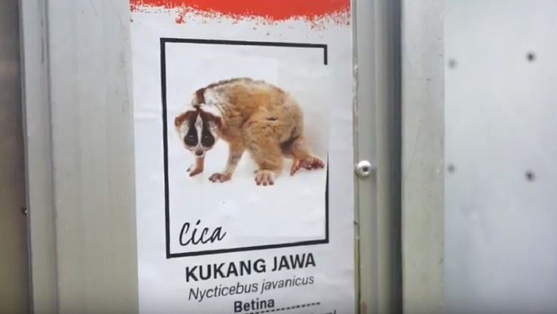 10 Kukang Jawa Dilepasliarkan di Hutan Gunung Sawal Ciamis