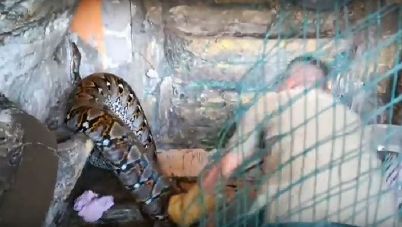 2 Ular Piton Jumbo Peliharaan Warga Diserahkan ke BKSDA Palangkaraya