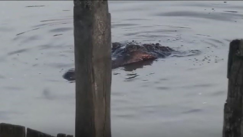 Geger, Buaya Muara Muncul di Sidamulih Pangandaran