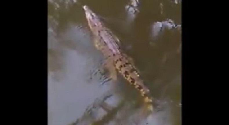 2 Ekor Buaya Resahkan Warga Serang, Diduga Mangsa Ternak Warga