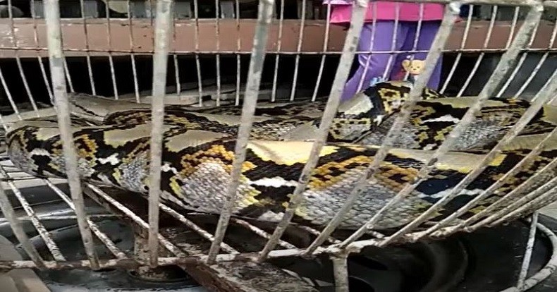 Diduga Kelaparan, Ular Sanca Nekat Masuk Pekarangan untuk Makan Ayam di Lebak