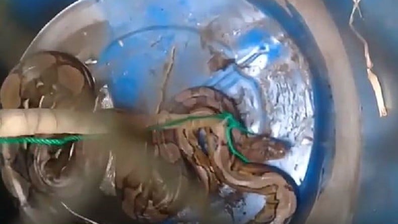 Ular Piton 2 Meter Ditangkap Warga Pangkalpinang di Tambak Ikan