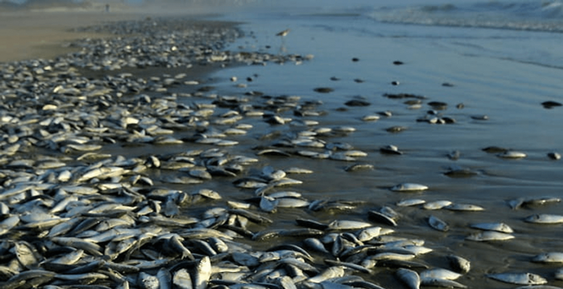 ikan mati di sungai