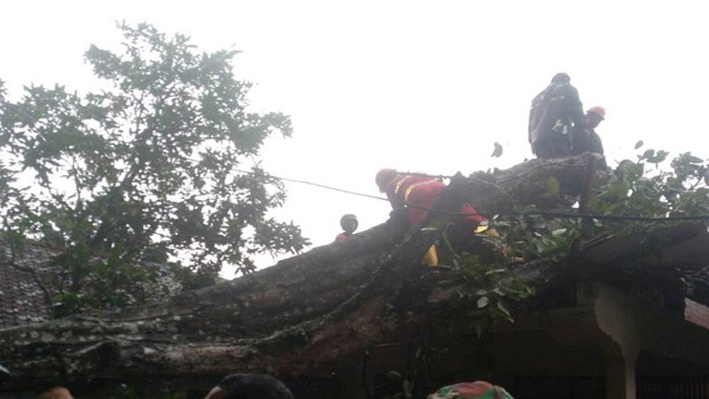 Angin Puting Beliung di Sleman Rusak 2 Rumah dan Tumbangkan Sejumlah Pohon