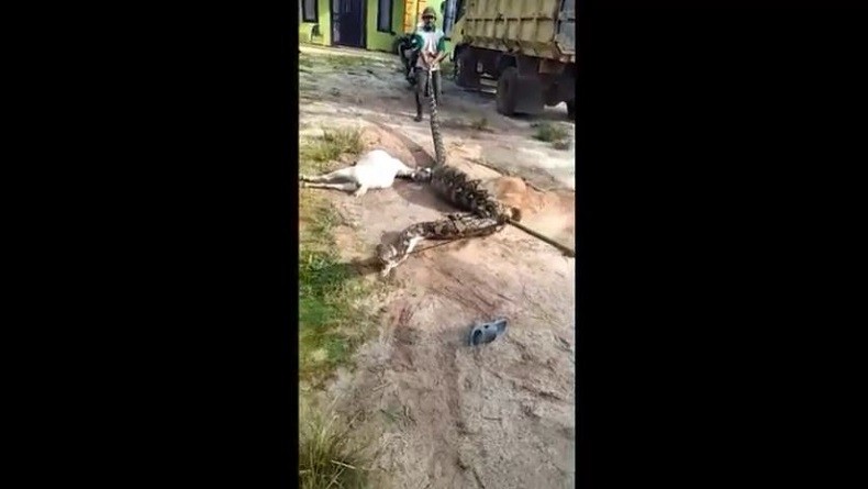 Heboh, Ular Piton Raksasa di Mentaya Hilir Kotim Mangsa 3 Kambing Warga