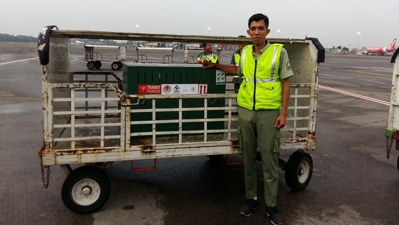 Seekor Orang Utan Sumatera Ditranslokasi BBKSDA Bali ke Pusat Rehabilitasi Sibolangit