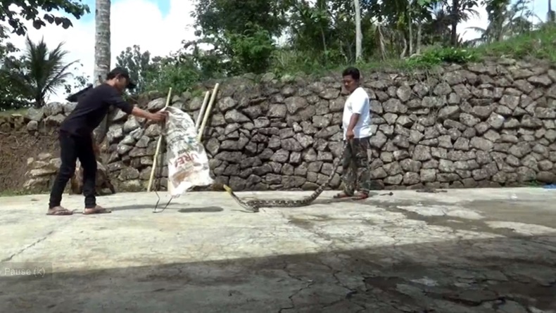 Warga Gunungkidul Tangkap Ular Piton 3 Meter yang Masuk ke Kandang Ayam