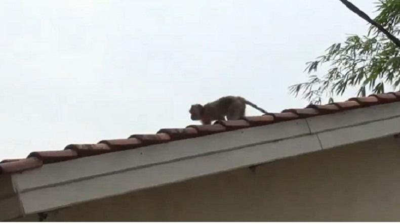 Tak Ada Alat Bantu, Petugas Kesulitan Tangani Kera Liar di Cikareo Tangerang