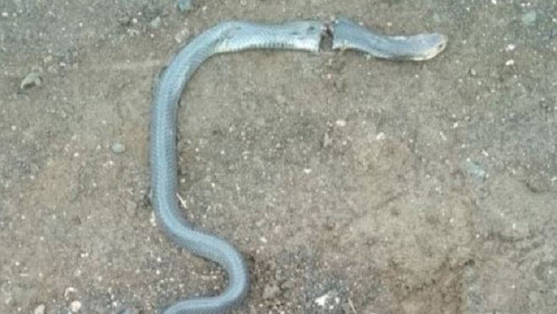 Memangsa Seekor Burung Love Bird, Ular Kobra di Malang Mati Ditebas