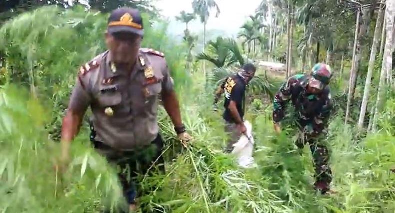 Puluhan Hektare Ladang Ganja di Aceh Utara Dimusnahkan, Pemilik Masih Dicari