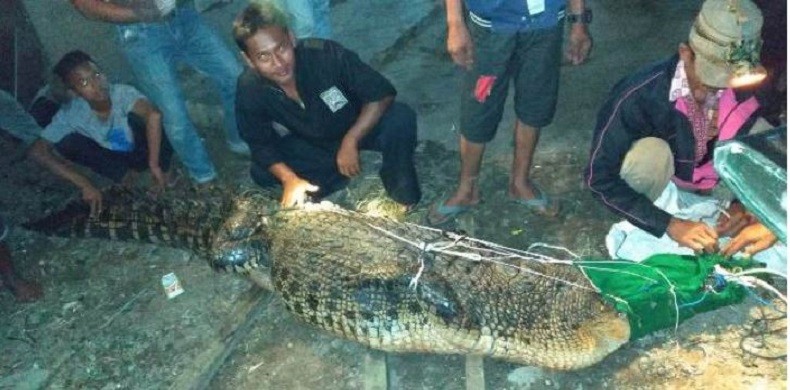 Buaya Besar yang Kerap Menampakkan Diri di Tanjungjabung Timur Berhasil Diamankan